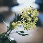 Pur & レルモース
